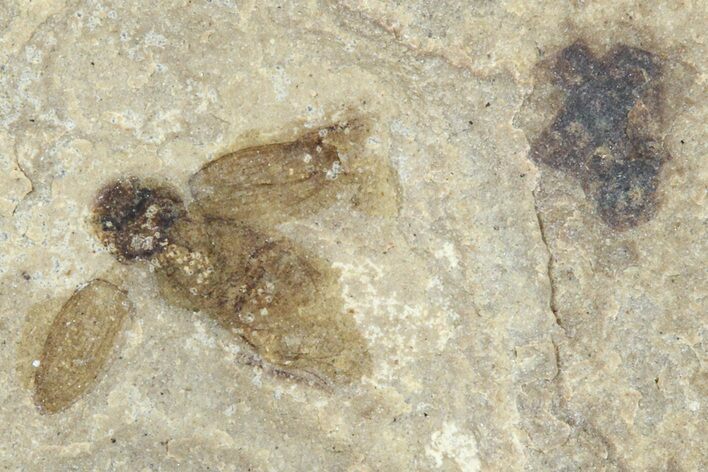 Detailed Fossil Beetle (Coleoptera) - Green River Formation #360233